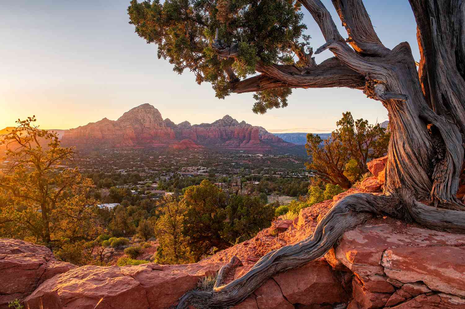 Sedona vista at golden hour — a juniper tree rooted in the red rock